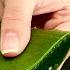 Aloe Vera Is 150 Times Stronger Than Collagen Strengthens Joints Bones And Muscles