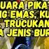 Suara Burung Ribut Kutilang Emas Kutilang Sutra Trucukan Ribut Suara Pikat Semua Burung Kecil