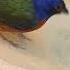 Painted Bunting Playa Del Carmen Mexico Tropical Caribbean Bird Life Nature Explore Travel Birds