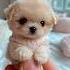 Cute Mini Puppy