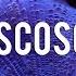 Discosoma Mushrooms