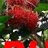 How To Eat And Open A Rambutan