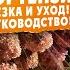 КАК СОХРАНИТЬ КРАСОТУ ГОРТЕНЗИЙ Осенняя обрезка и уход Пошаговое руководство