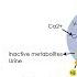 Pharmacology ANS 11 Adrenaline Synthesis And Degradation Dopamine Noradrenaline Synthesis