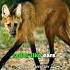 Maned Wolf Rarest Animals Shorts