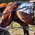 2024 Little Brown Jug Final Delaware County Fairgrounds Captain Albano 1 50 1