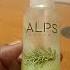 Alps Rosemary Water Good For Our Hair Health Phonk Gigachadtheme Motivation Music Mrolympia