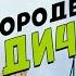 Василий Гроссман В городе Бердичеве рассказ