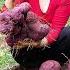 Harvesting Purple Yam For Market Sale Siamese Duck Stew With Purple Yam Lucia S Daily Life