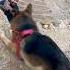 Unconditional Love Emotional Video Sahi Bola Na Dog Love Dog Lover German Shepherd Dog Bb