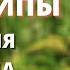 Главные принципы исцеления организма Кирилл Прищенко