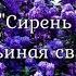 Сирень Жаворонки Соловьиная свирель Юрий Чичёв гармонь Виталий Дружинин