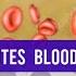 Malaria Parasites Blood Stages Identification Training Quiz 2