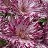 Pink Perennial Chrysanthemums Are In Full Bloom Myhomegarden Unlimited