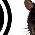 Rat Sound Effect ProSounds