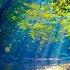 4K Forest River Nature Sounds Gentle Stream Birdsong Sunlight Relaxing Ambience For Sleep