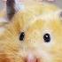 Watch BEFORE You Get A Hamster Basic Hamster Guide 2022