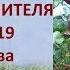 Виноград 2019 Виноград Памяти учителя Отзыв о винограде