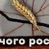 Хто та для чого насправді придумав Голодомор Відповідь українського історика