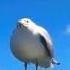 Seagull Meme CupcaKke Moan