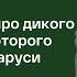 Рассказываем про дикого лесного кота которого не видели в Беларуси больше 100 лет