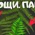 Плауны Хвощи Папоротники Биология 5 класс Споровые сосудистые растения Характеристика Строение ЕГЭ