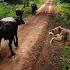 സ ഹങ ങള ട പ പ വസ ക ക ന ന മന ഷ യർ Sasan Gir Safari സ ഹങ ങള ത ട ടട ത ത ക ണണ