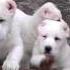 Central Asian Shepherd Dog Puppies