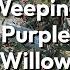 Weeping Purple Willow