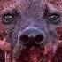 15 Tragic Moments The Most Cruel Hyena Ever Shows No Mercy