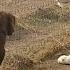 Lion Asking Dog For Forgiveness