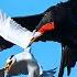 FRIGATEBIRD The Sky Gangster Feared By All Seabirds Frigatebird Vs Sea Turtle And Flying Fish