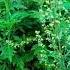 MUGWORT L Edible Medicinal Plant Can Cure A Lot Of Sickness Backyardgardening Shortvideo Plants