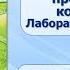 Тип Хордовые Тема 26 Надкласс рыбы Речной окунь представитель костных рыб