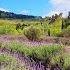 S1 Ep 534 Canettevallei Lavender Wine Farm Stellenbosch