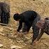 IRAN Nomadic Life Planting Seeds Of Plants In The Mountains Nomadic Lifestyle Of Iran