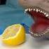 A Shark Tastes A Lemon