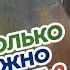 Собака сильно линяет Сколько длится линька Что делать Плохой корм аллергия или