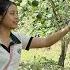 Harvesting Vinh Oranges To Sell The Daily Life Of Flowers