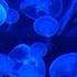 Jellyfish Aquarium Relaxing Music For Sleep Study Meditation Yoga Screensaver 3 HOURS