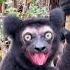 Black Lemur Screaming