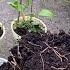 Clematis Cuttings In November