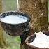 How Natural Rubber Latex Is Extracted From Millions Of Hevea Trees