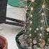 Replanting A Cactus That Is Too Tall Or Damaged