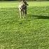 Coyote Steals Golf Ball On Course