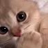 Adorable Fluffy Kittens To Make Your Day Happy Comment Your Favorite 028 Subscribe For More