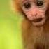 OMG 2Much Stop Baby Monkey Mum His Baby Well Because She Did Not Want The Other Monkeys Are Help