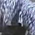 Lion Almost Kills Two Men In Zebra Costume