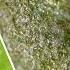 Biological Control Of Spider Mite Neoseiulus Californicus