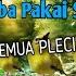 Haya Dalam 1 Menit Pleci Yang Dengar Pasti Langsung Ngalas Pancingan Pleci Ngalas Gacor